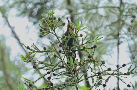 Townsend's Warbler