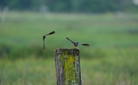 Tree Swallow