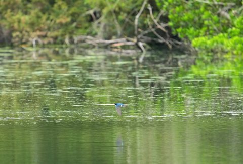 Tree Swallow