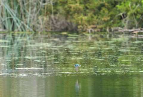Tree Swallow
