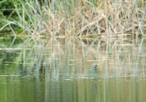 Tree Swallow