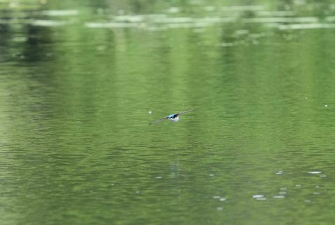 Tree Swallow
