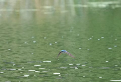 Tree Swallow