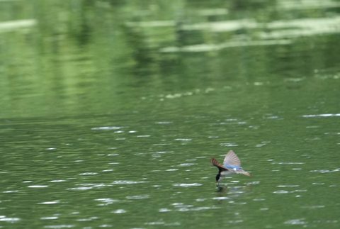 Tree Swallow