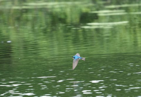 Tree Swallow