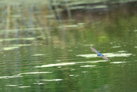 Tree Swallow