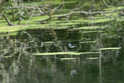 Tree Swallow