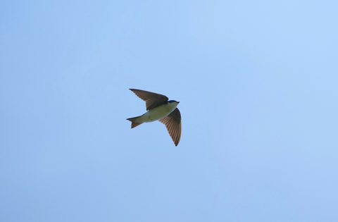 Tree Swallow