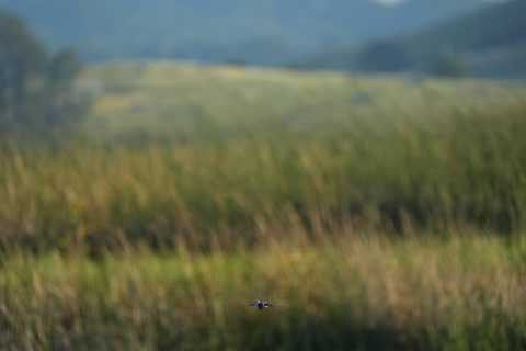 Tree Swallow