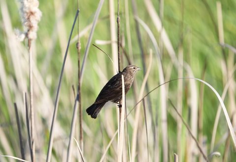 Tricolored Blackbird