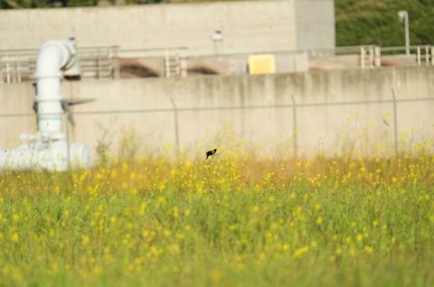 Tricolored Blackbird