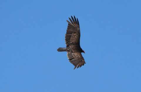 Turkey Vulture