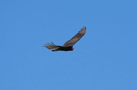 Turkey Vulture
