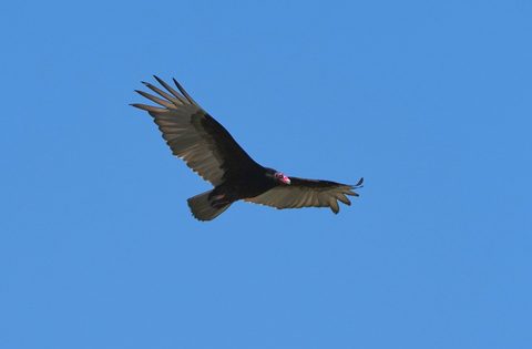 Turkey Vulture