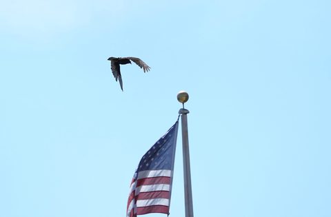 Turkey Vulture