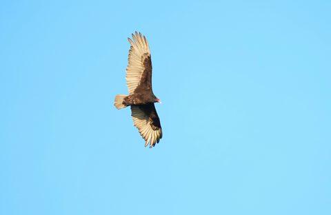 Turkey Vulture