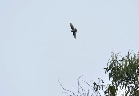 Violet-green Swallow