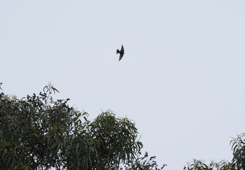Violet-green Swallow