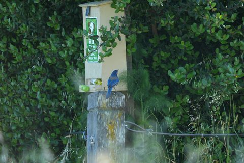 Western Bluebird