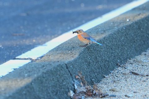 Western Bluebird