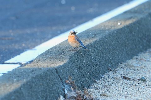 Western Bluebird