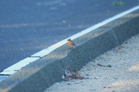 Western Bluebird