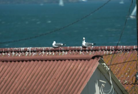 Western Gull