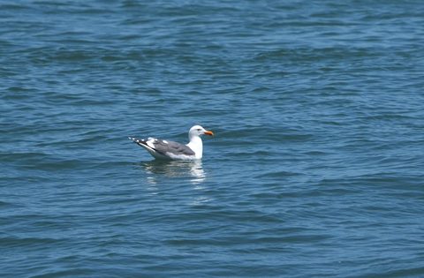 Western Gull