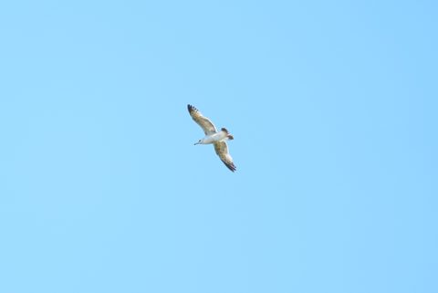 Western Gull