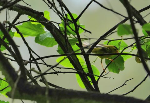 Wilson's Warbler