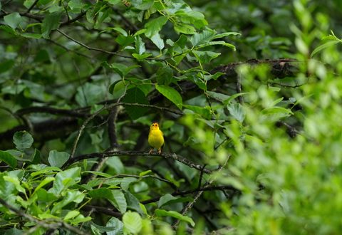Wilson's Warbler