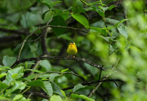 Wilson's Warbler