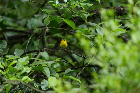 Wilson's Warbler