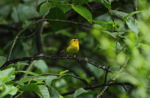 Wilson's Warbler