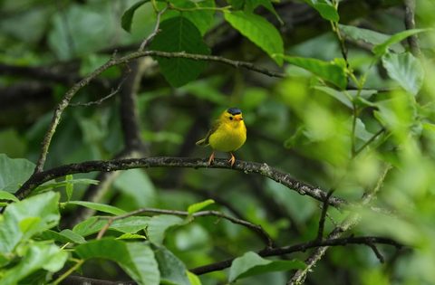 Wilson's Warbler