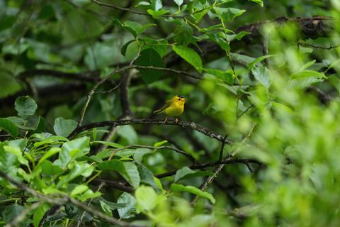 Wilson's Warbler